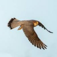 88% of African raptors face rapid population declines, according to a study.