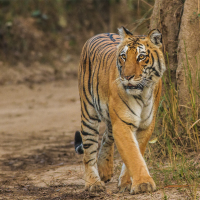 Supreme Court Bans Tiger Hunting in Core Area of ​​Jim Corbett National Park: