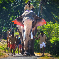 Inter-state transportation of captive elephants: